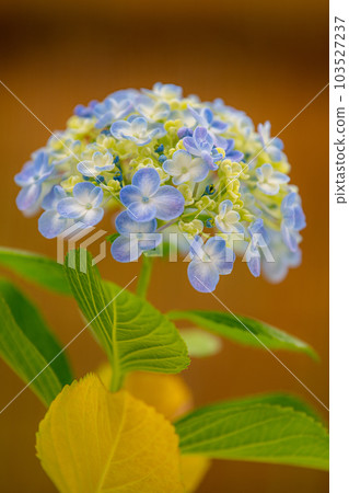 hydrangea 103527237