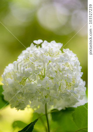 White hydrangea White hydrangea 103527239