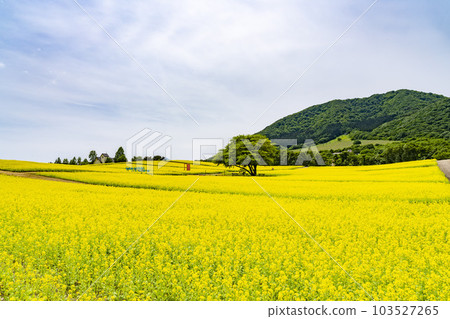 宮城縣上町初夏的藥井公園,山丘和油菜花田 宮城縣上町初夏的藥井公園,山丘和油菜花田 103527265