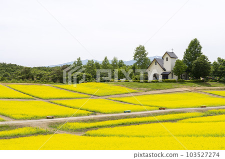 宮城縣上町初夏的藥井公園，山丘和油菜花田 103527274