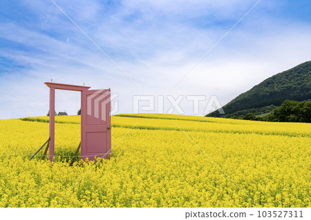 有小山和油菜花田的公園 初夏的粉紅門藥井 宮城縣上町 103527311