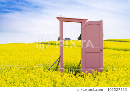 有小山和油菜花田的公園 初夏的粉紅門藥井 宮城縣上町 有小山和油菜花田的公園 初夏的粉紅門藥井 宮城縣上町 103527313