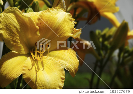 Yellow hemerocallis flower blooming in summer 103527679