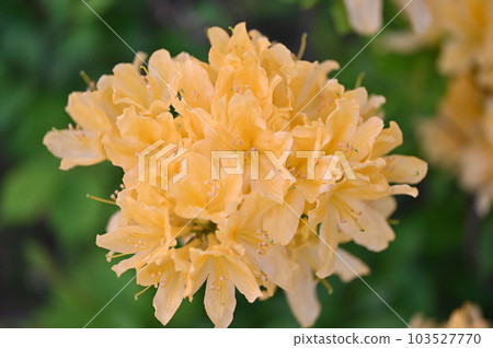 黃花杜鵑花 103527770