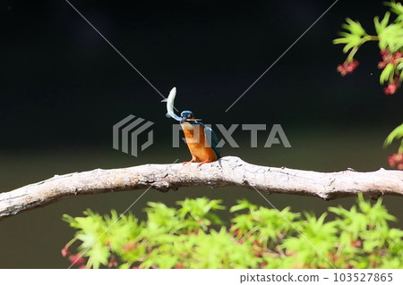翠鳥抓到一條魚 翠鳥抓到一條魚 103527865