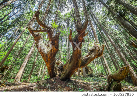 Stock cedar forest Stock cedar forest 103527930