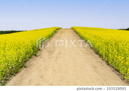 宮城縣上町初夏的藥井公園,山丘和油菜花田 宮城縣上町初夏的藥井公園,山丘和油菜花田 103528093