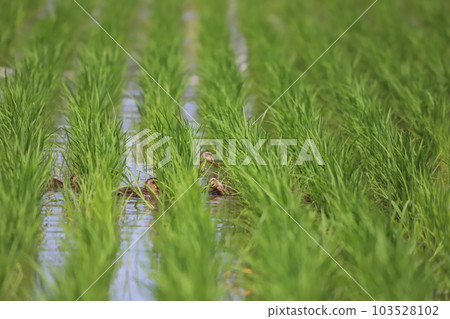 Parent and child spot-billed duck looking for food in a rice field Parent and child spot-billed duck looking for food in a rice field 103528102