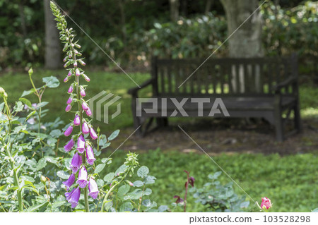Foxgloves blooming in the park Early summer's early summer Kami-cho, Miyagi prefecture Foxgloves blooming in the park Early summer's early summer Kami-cho, Miyagi prefecture 103528298