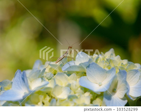 A small praying mantis on a blue hydrangea A small praying mantis on a blue hydrangea 103528299