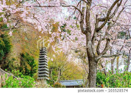 京都市西山吉峰寺的白山櫻花紫陽花園 103528574