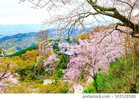 Hakusan Cherry Blossom Hydrangea Garden at Nishiyama Yoshimine-ji Temple, Kyoto Hakusan Cherry Blossom Hydrangea Garden at Nishiyama Yoshimine-ji Temple, Kyoto 103528580