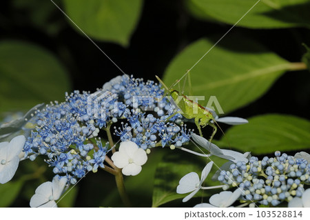 hydrangea   103528814