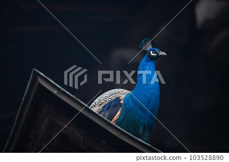 Colorful bird male peacock 103528890