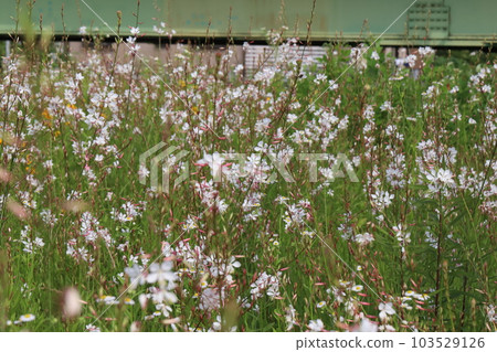 White Gaura flowers blooming in the park in early summer White Gaura flowers blooming in the park in early summer 103529126