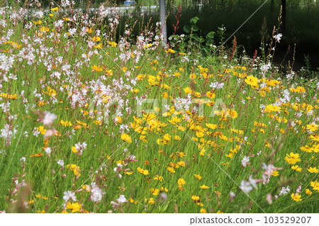 White flowers of Gaura and yellow flowers of Angelica grandiflorum blooming in spring park 103529207