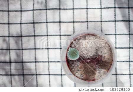 Mold in a jar of raspberry jam. Hazardous to health. Mold in a jar of raspberry jam. Hazardous to health. 103529300