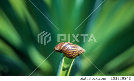 Empty land snail shell on an Octopus agave leaf close up. 103529548