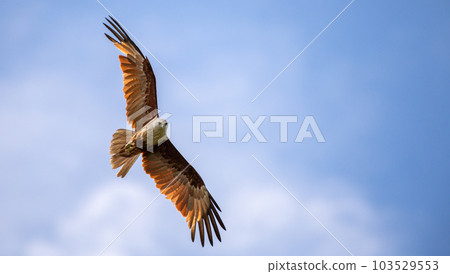 Majestic eagle soaring in the blue sky, the beautiful wingspan of a Brahminy Kite eagle close up detailed shot, Majestic eagle soaring in the blue sky, the beautiful wingspan of a Brahminy Kite eagle close up detailed shot, 103529553