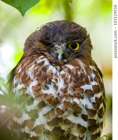 Winking owl's eye, Brown boobook owl close-up portrait photograph. Roosting on a tree branch. 103529556