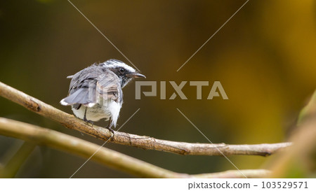 White-browed fantail (Rhipidura aureola) bird rear view. warm color bokeh background. 103529571