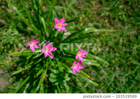 Beautiful Fairy lily flower plant overhead view close-up shot. Beautiful Fairy lily flower plant overhead view close-up shot. 103529589