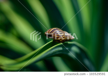 Empty land snail shell on an Octopus agave leaf close up. 103529591