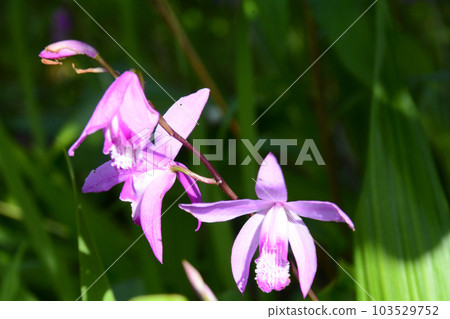 The fresh green of early summer and the refreshing lilac flowers The fresh green of early summer and the refreshing lilac flowers 103529752