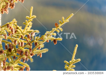 Pine tree and pine cone with sunlight shine 103530004