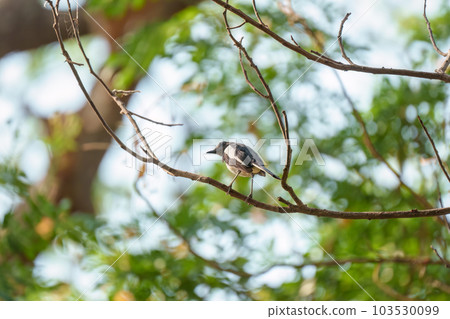 Common Magpie perched on tree branch in tropical garden 103530099