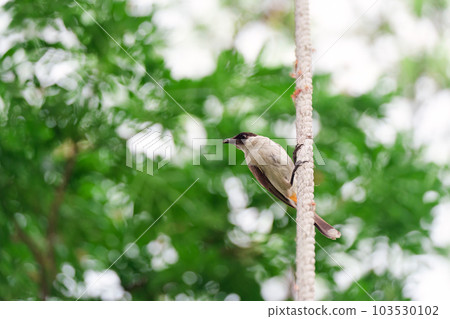 Common Magpie perched on tree branch in tropical garden 103530102