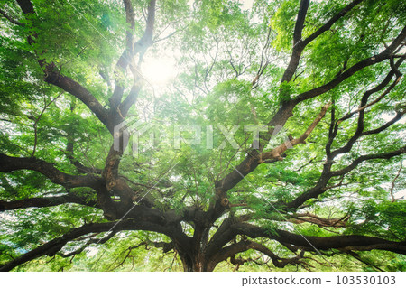 Giant Monky Pod Tree or Rain Tree with spread the branches shady and sunlight shine growing in public park 103530103