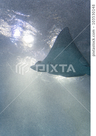 Rays at Aqua Park Shinagawa 103530148