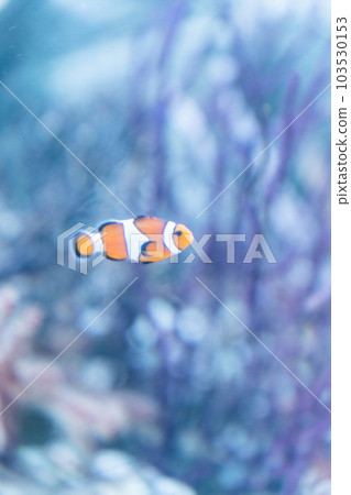 Clownfish at Aqua Park Shinagawa Clownfish at Aqua Park Shinagawa 103530153