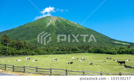 在大山吃草的奶牛（大山牧場牛奶村附近） 103530257