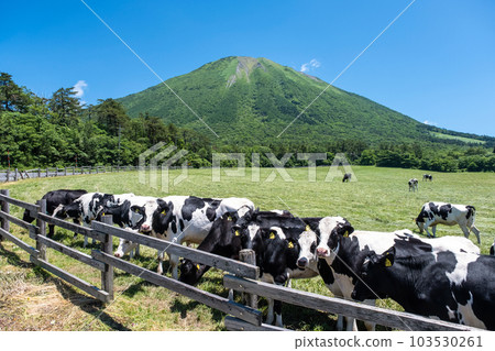在大山吃草的奶牛（大山牧場牛奶村附近） 103530261