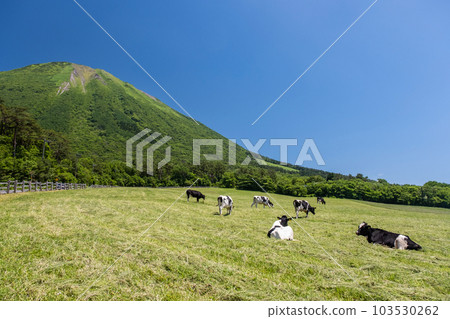 在大山吃草的奶牛（大山牧場牛奶村附近） 103530262
