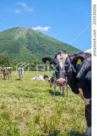Cows grazing in Daisen (near Daisen Makiba Milk Village) 103530268