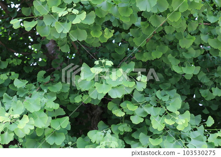 新鮮的綠色ginko biloba葉子 新鮮的綠色ginko biloba葉子 103530275