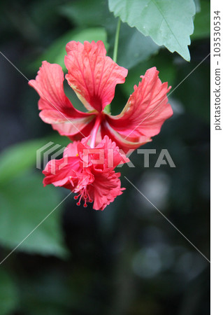 Hibiscus Hibiscus 103530534