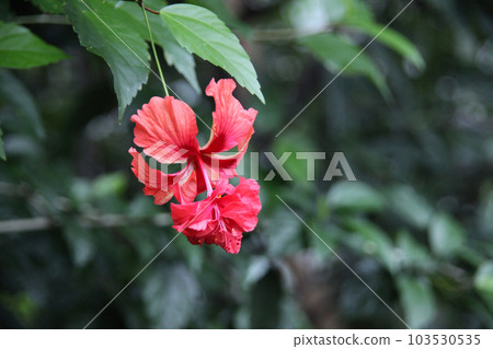 Hibiscus 103530535