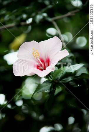 Hibiscus Hibiscus 103530536
