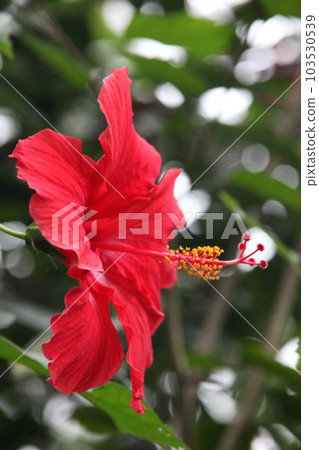 Hibiscus 103530539