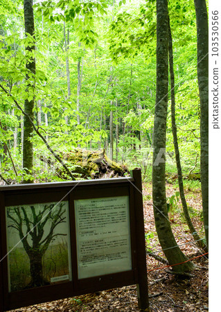 Dakedai Nature Observation Educational Forest 400 Years Old Beech Lodging 2023 Akita Prefecture 103530566