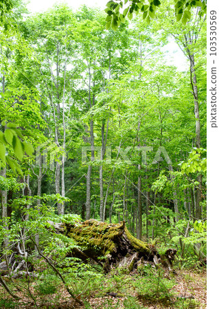 Dakedai Nature Observation Educational Forest 400 Years Old Beech Lodging 2023 Akita Prefecture Dakedai Nature Observation Educational Forest 400 Years Old Beech Lodging 2023 Akita Prefecture 103530569