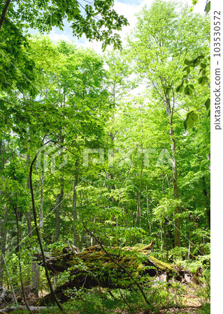 Dakedai Nature Observation Educational Forest 400 Years Old Beech Lodging 2023 Akita Prefecture 103530572