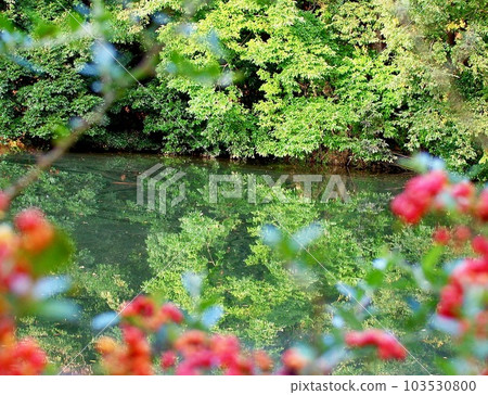 Pond seen through plants 103530800