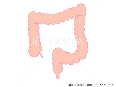 human large intestine 103530806