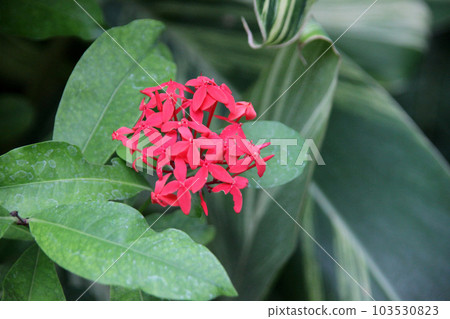 Santanka Santanka 103530823