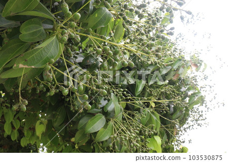 cinnamon fruit on tree in farm 103530875